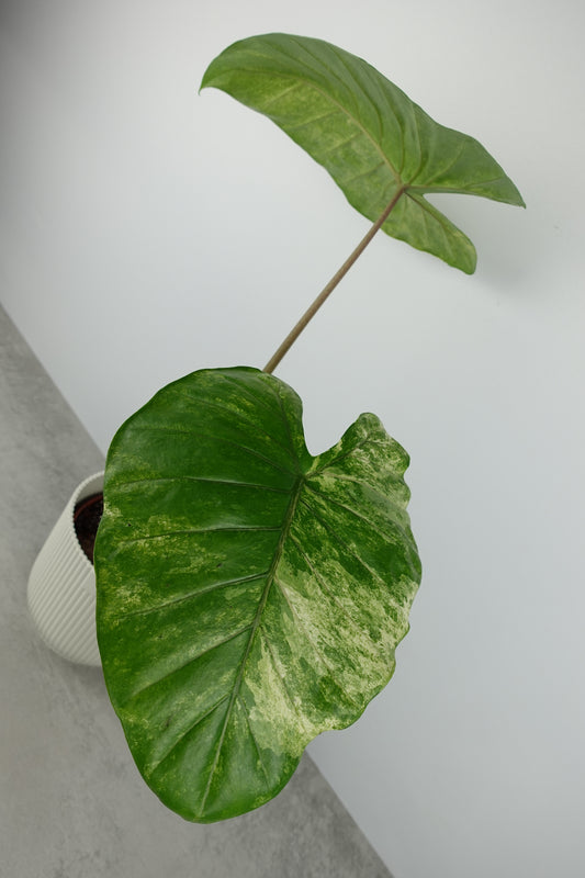 Alocasia Macrorrhiza Splash