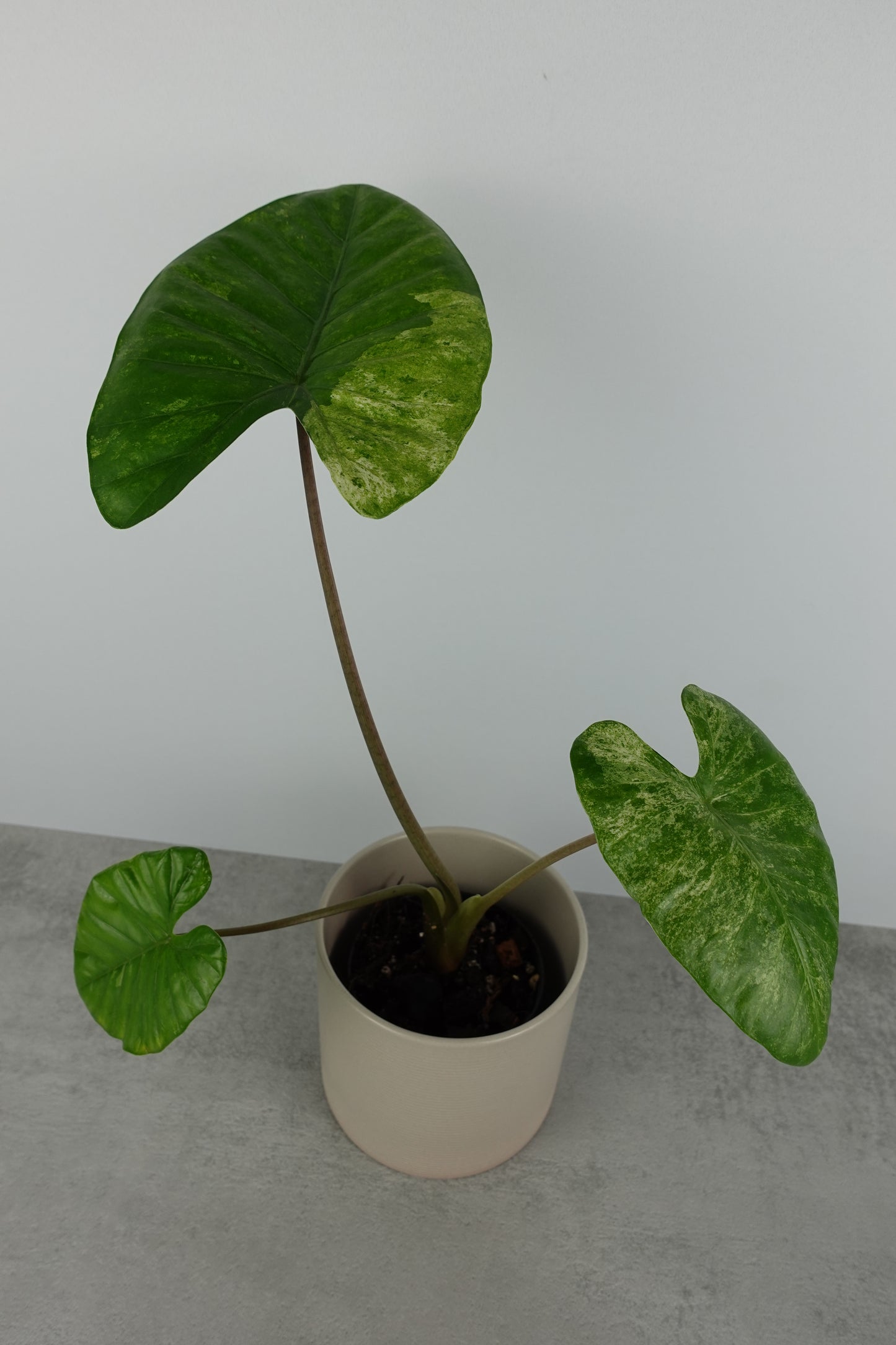 Alocasia Macrorrhiza Splash