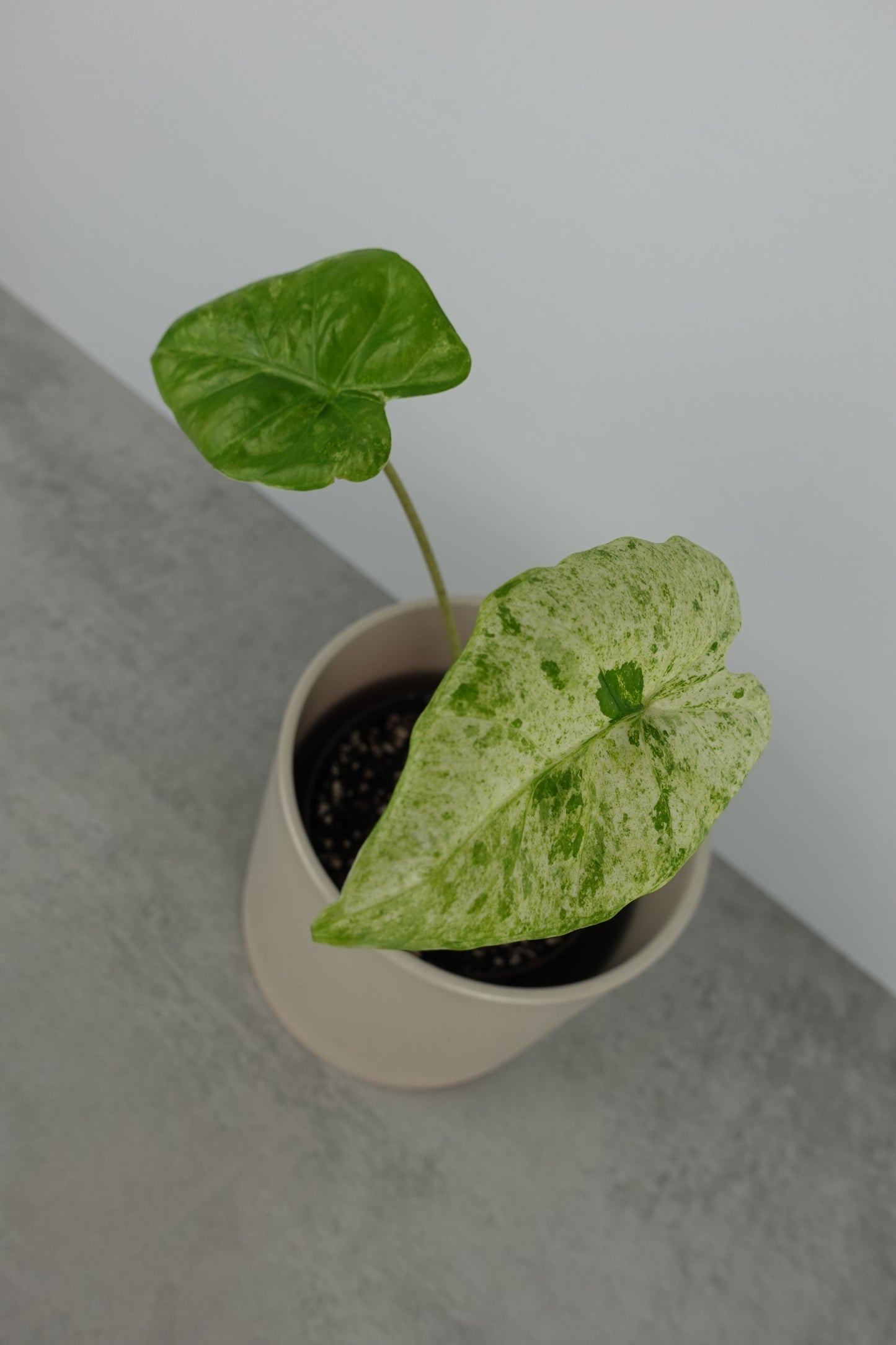 Alocasia Macrorrhiza Splash