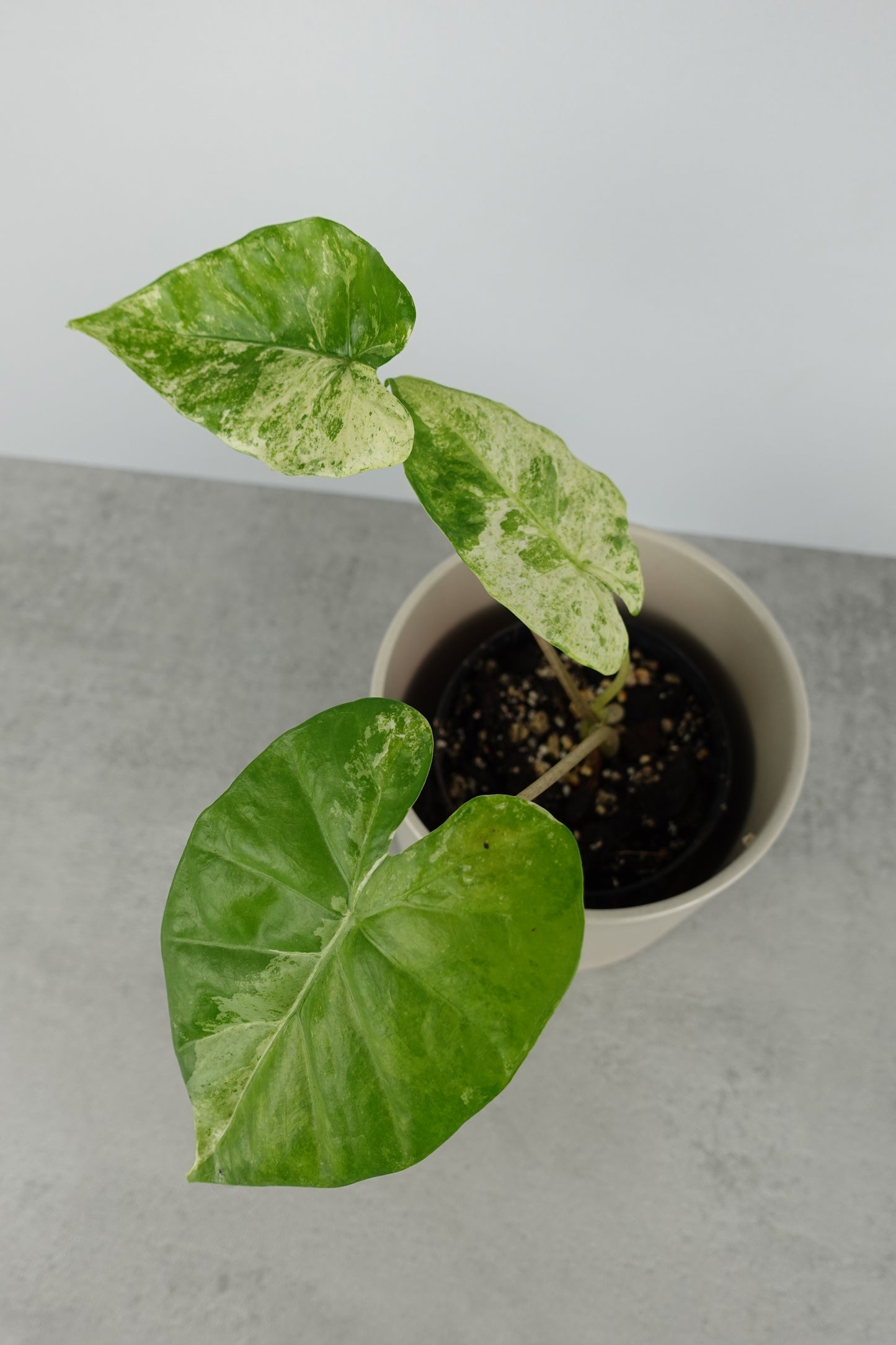 Alocasia Macrorrhiza Splash