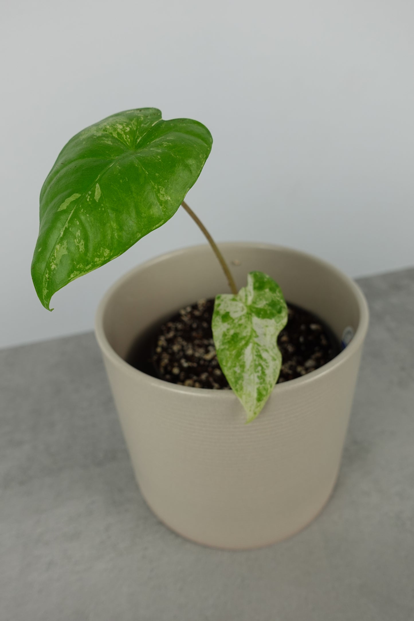 Alocasia Macrorrhiza Splash