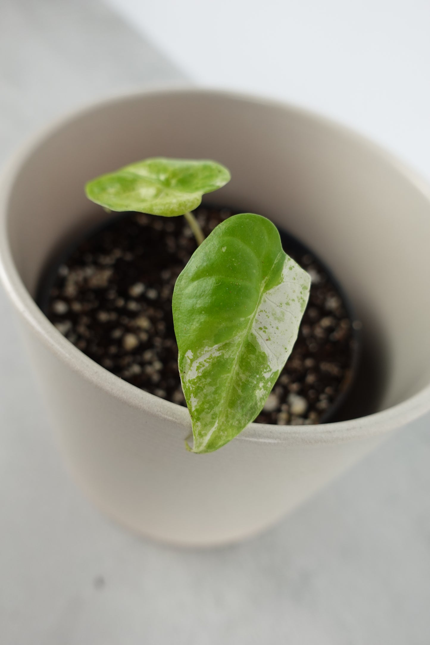 Alocasia Macrorrhiza Splash