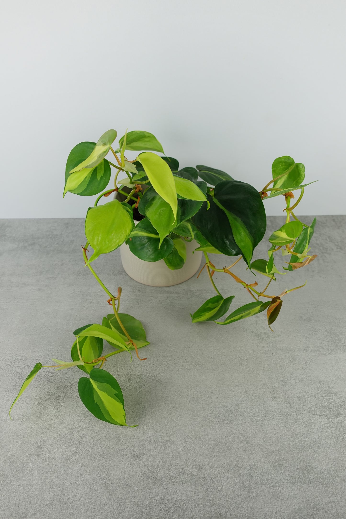 Philodendron Brasil