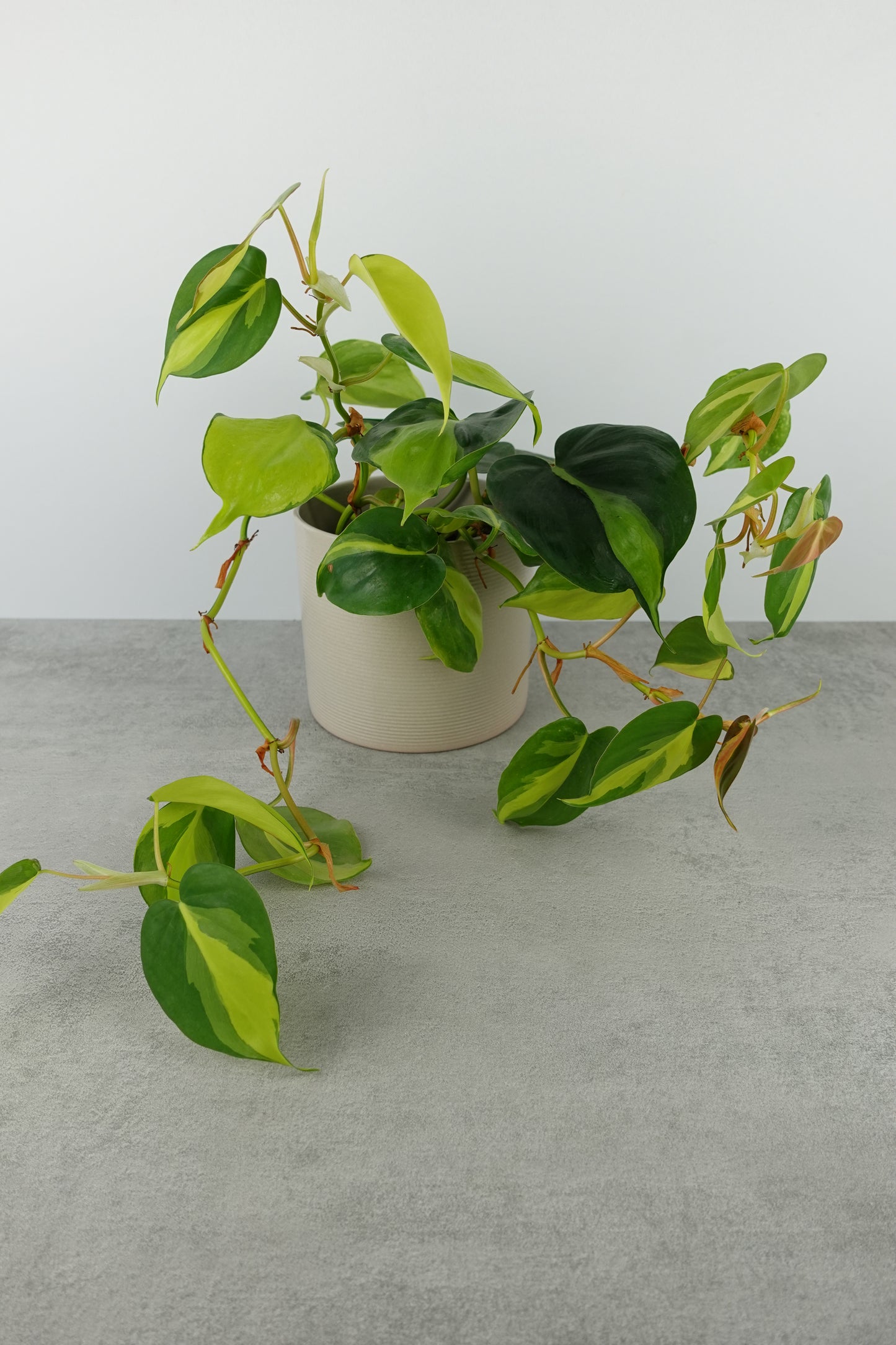 Philodendron Brasil