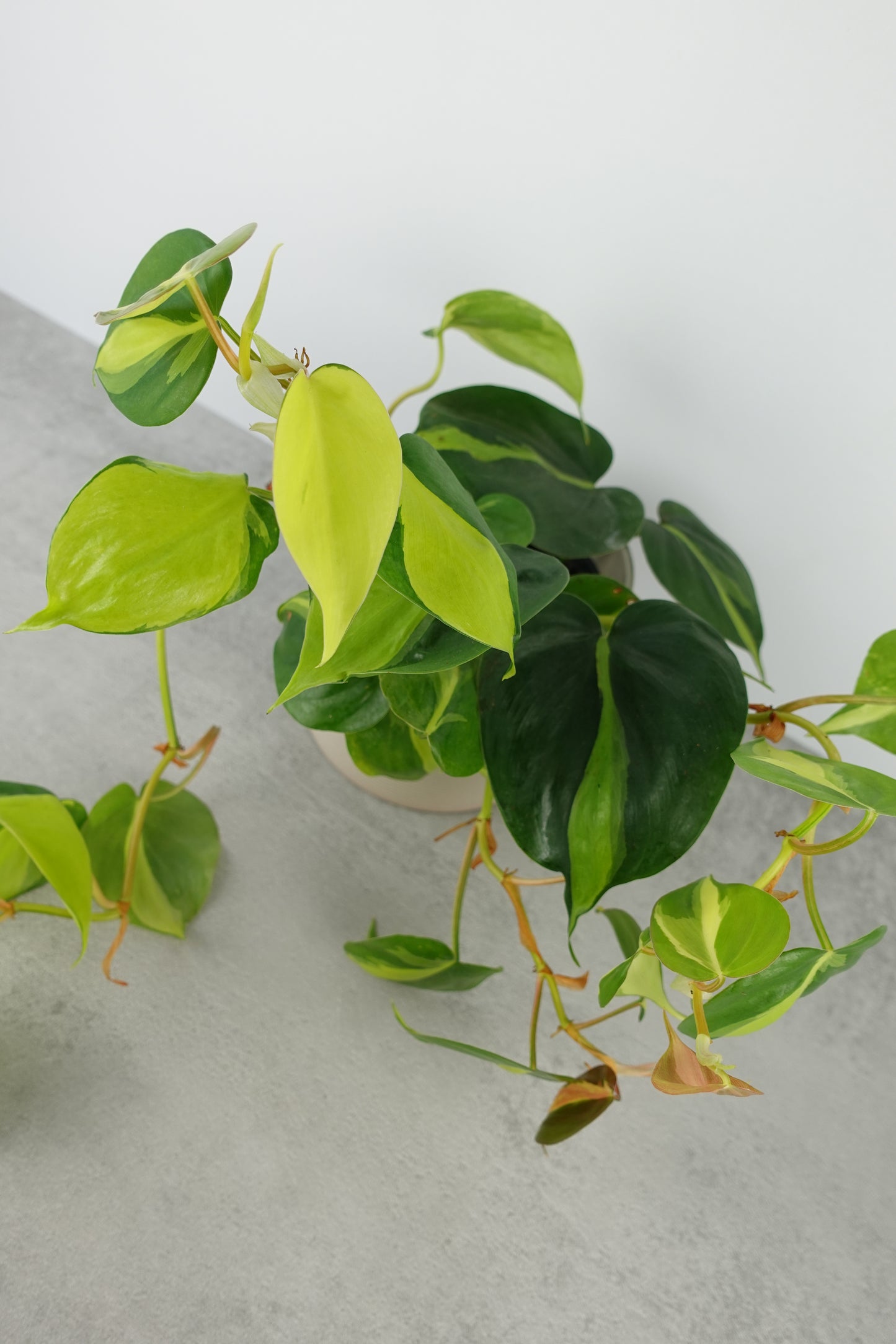 Philodendron Brasil