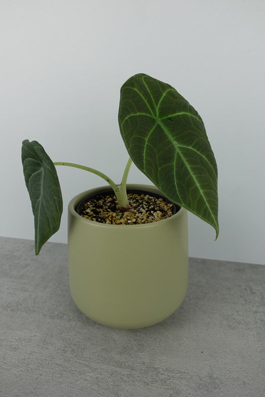 Alocasia Maharani