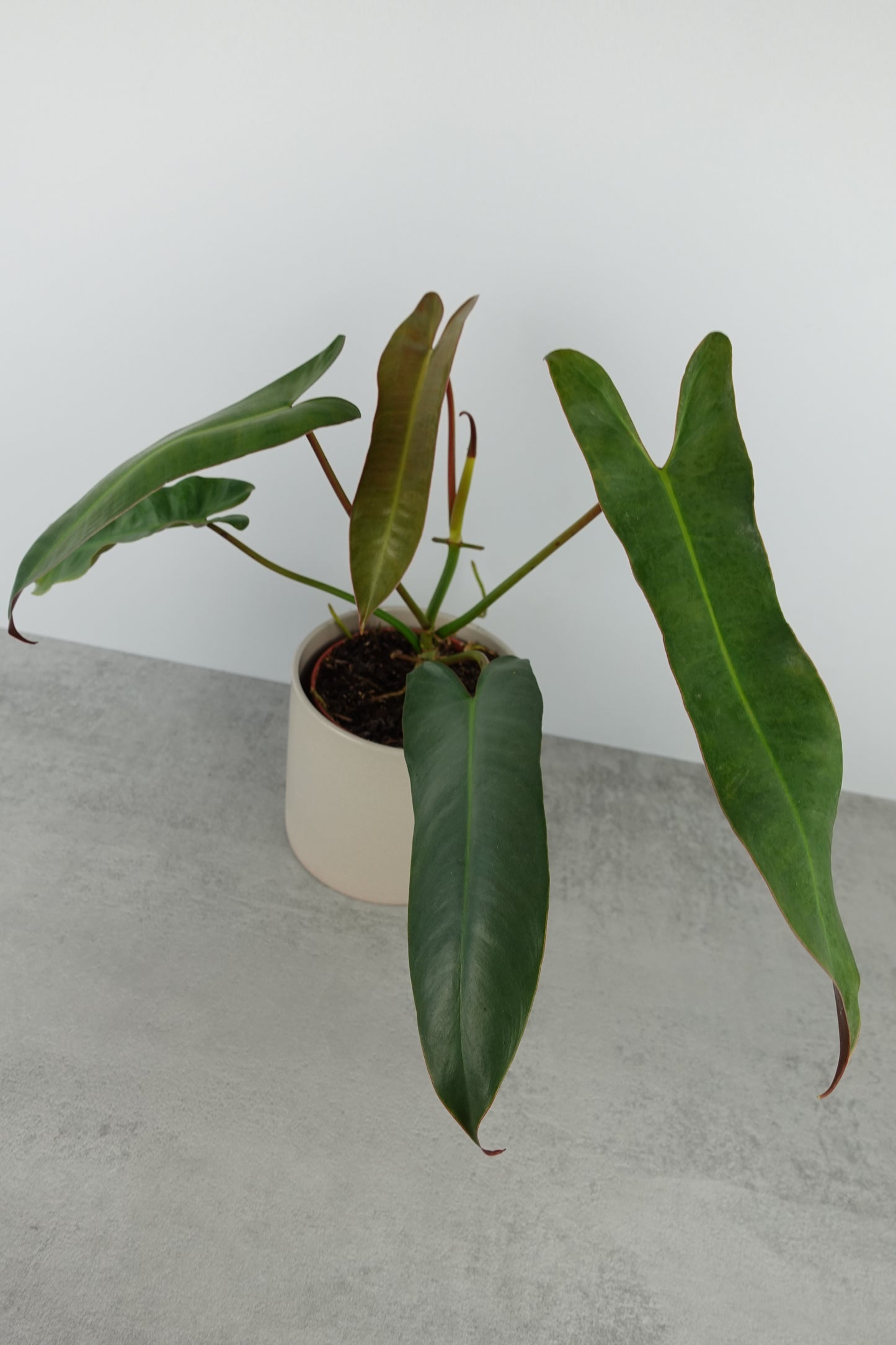 Philodendron Atabapoense