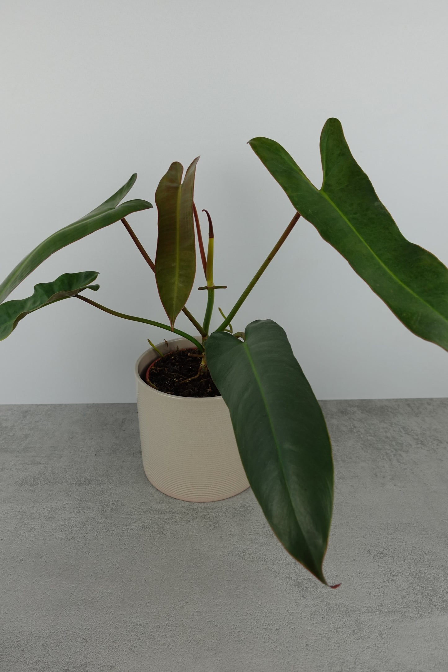 Philodendron Atabapoense