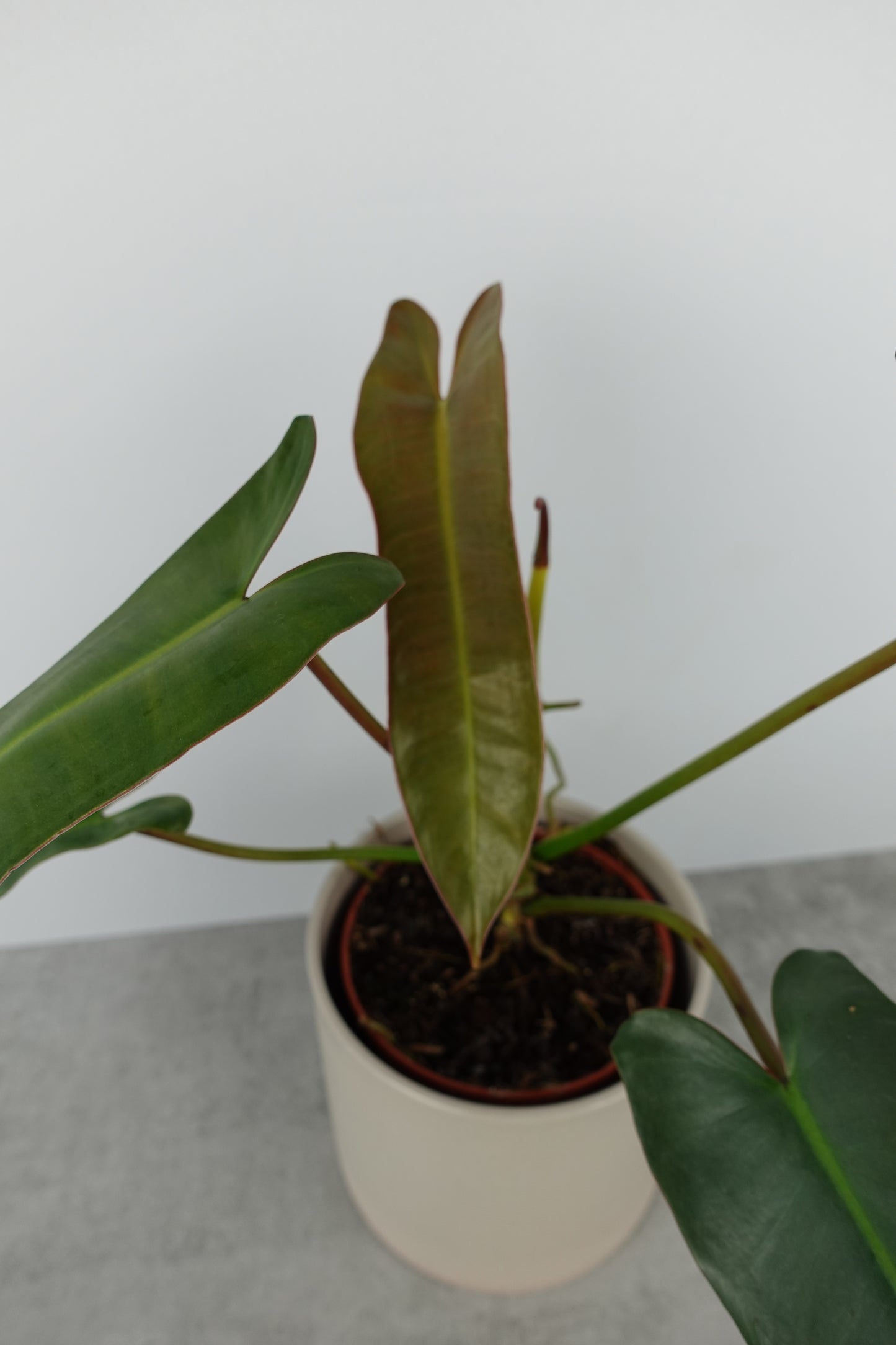 Philodendron Atabapoense