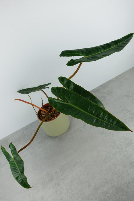 Philodendron Billietiae / B-Ware