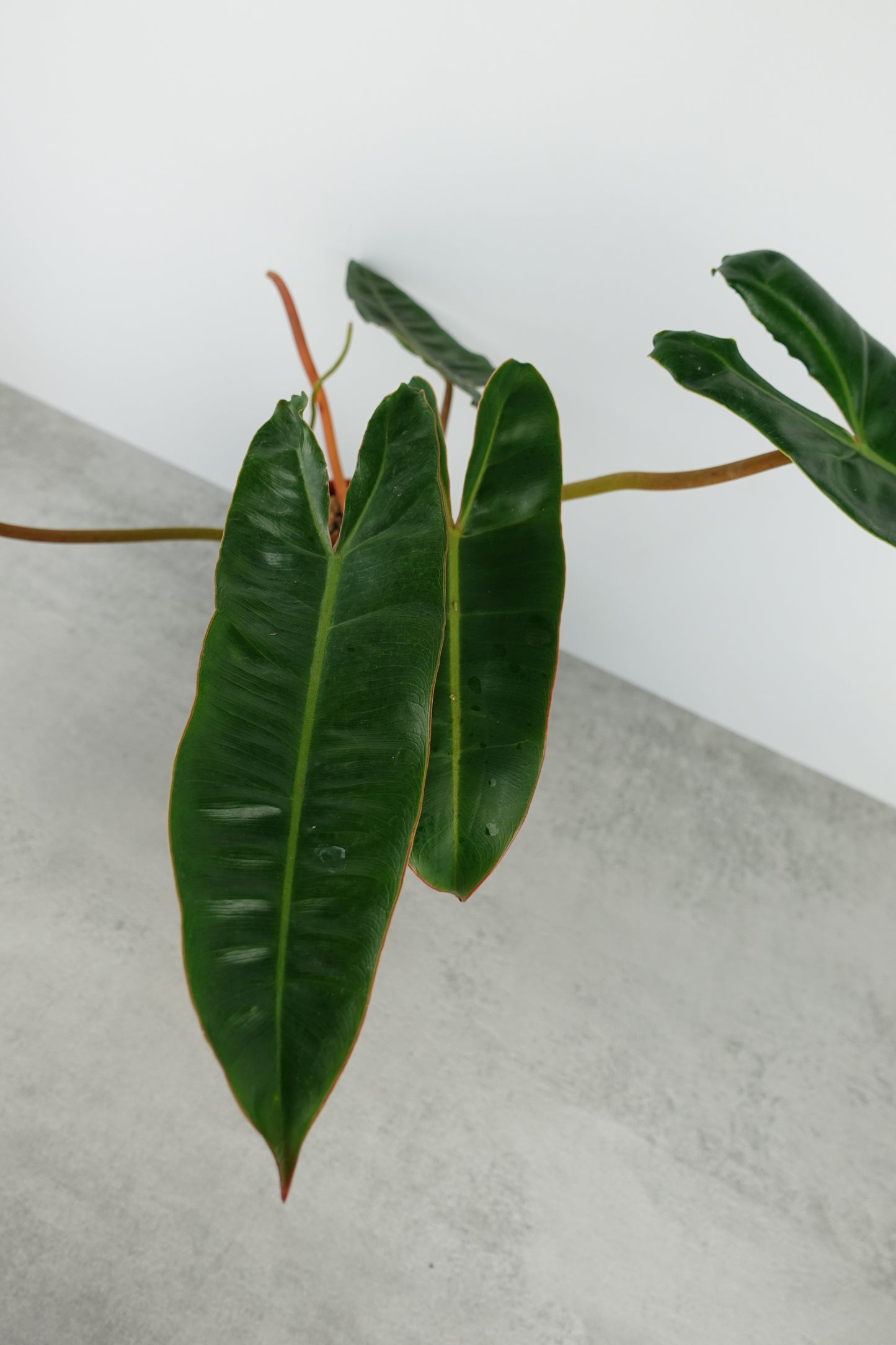 Philodendron Billietiae / B-Ware