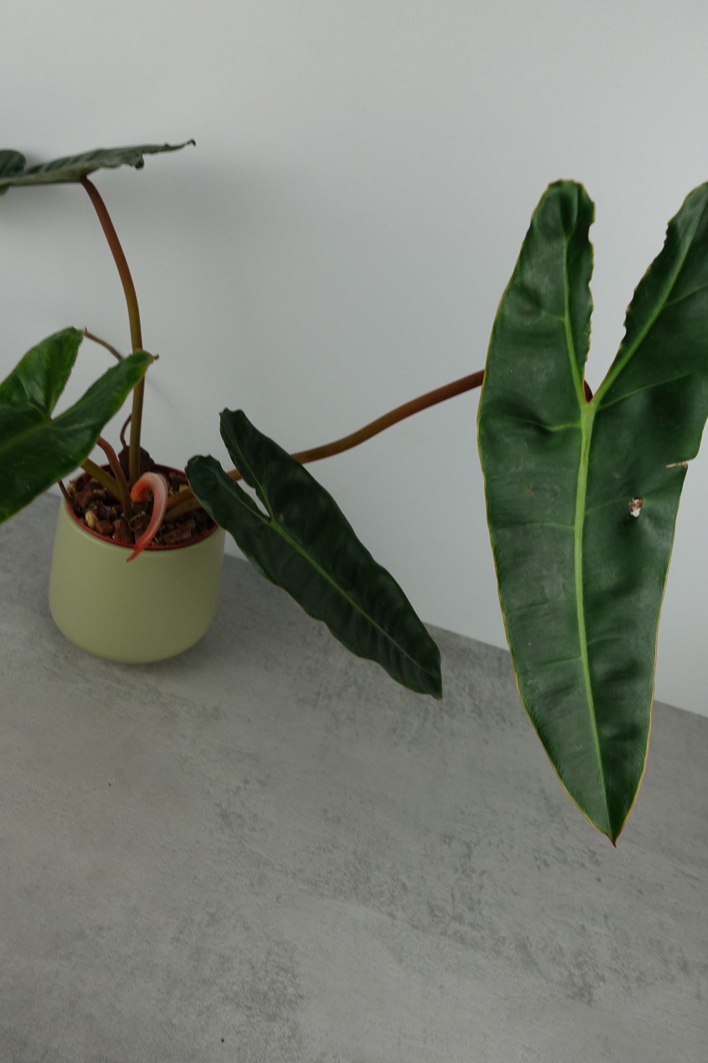 Philodendron Billietiae / B-Ware