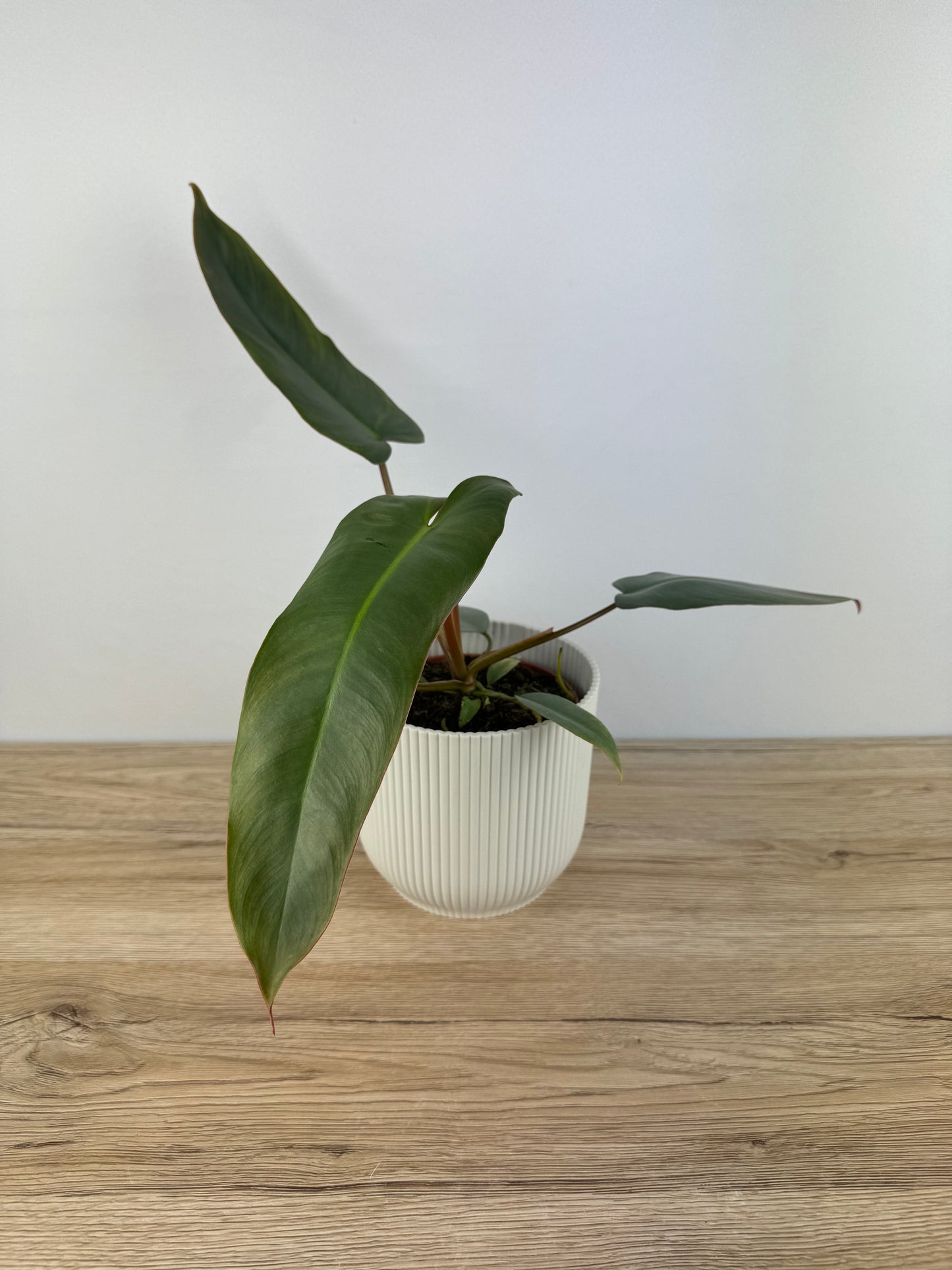 Philodendron Atabapoense