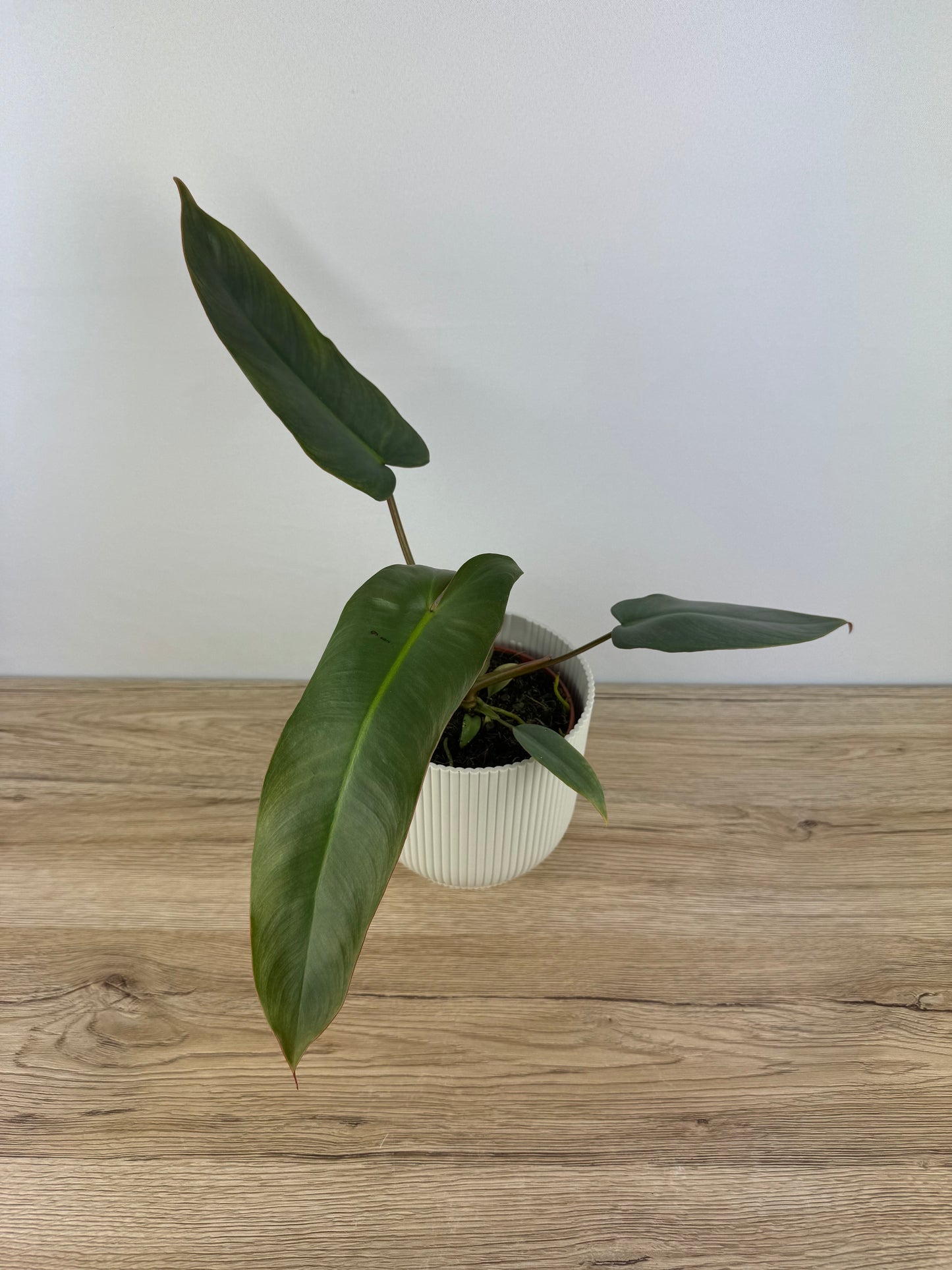 Philodendron Atabapoense