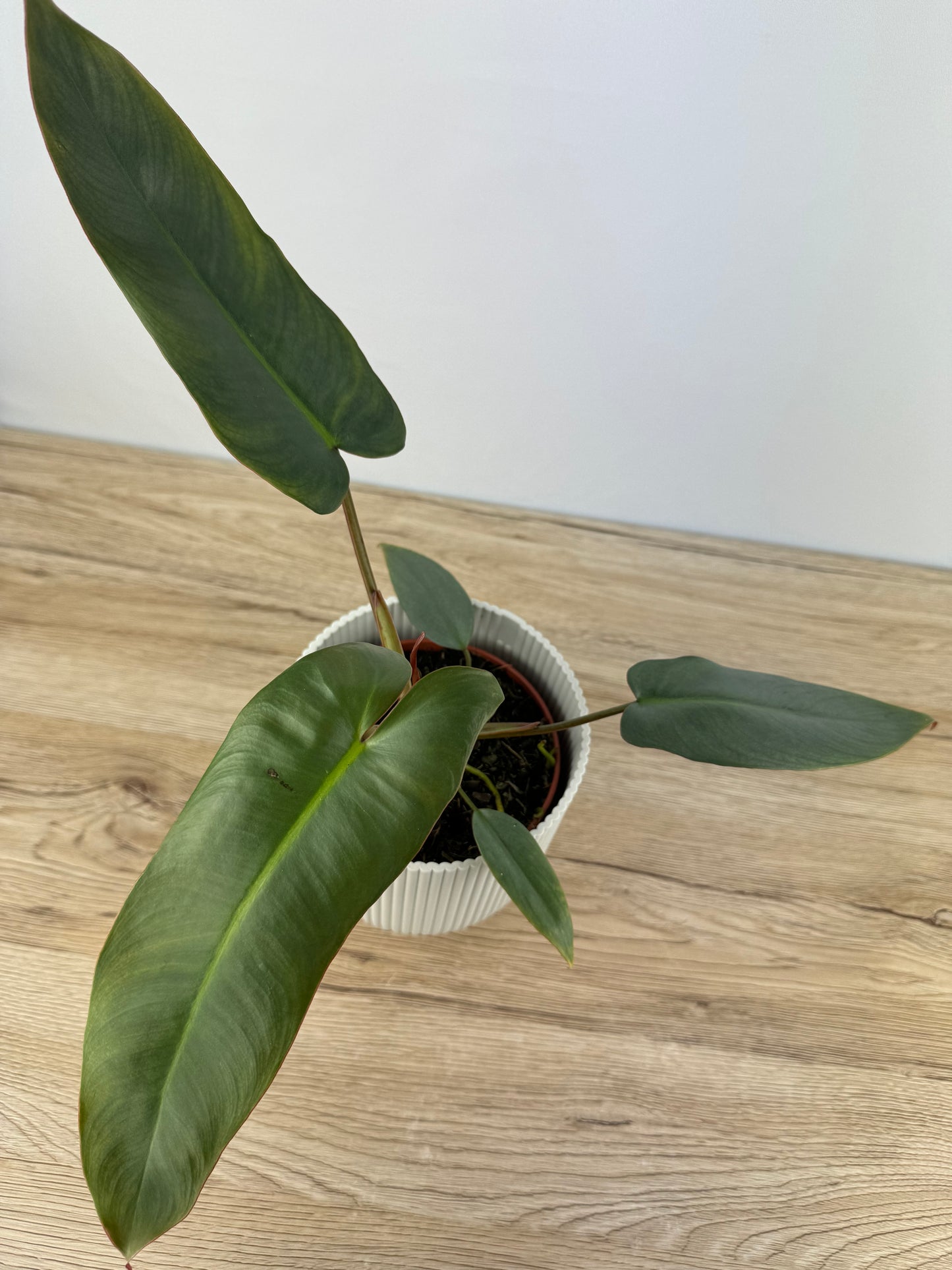 Philodendron Atabapoense