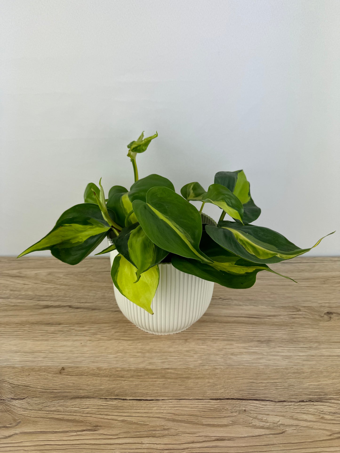 Philodendron Brasil