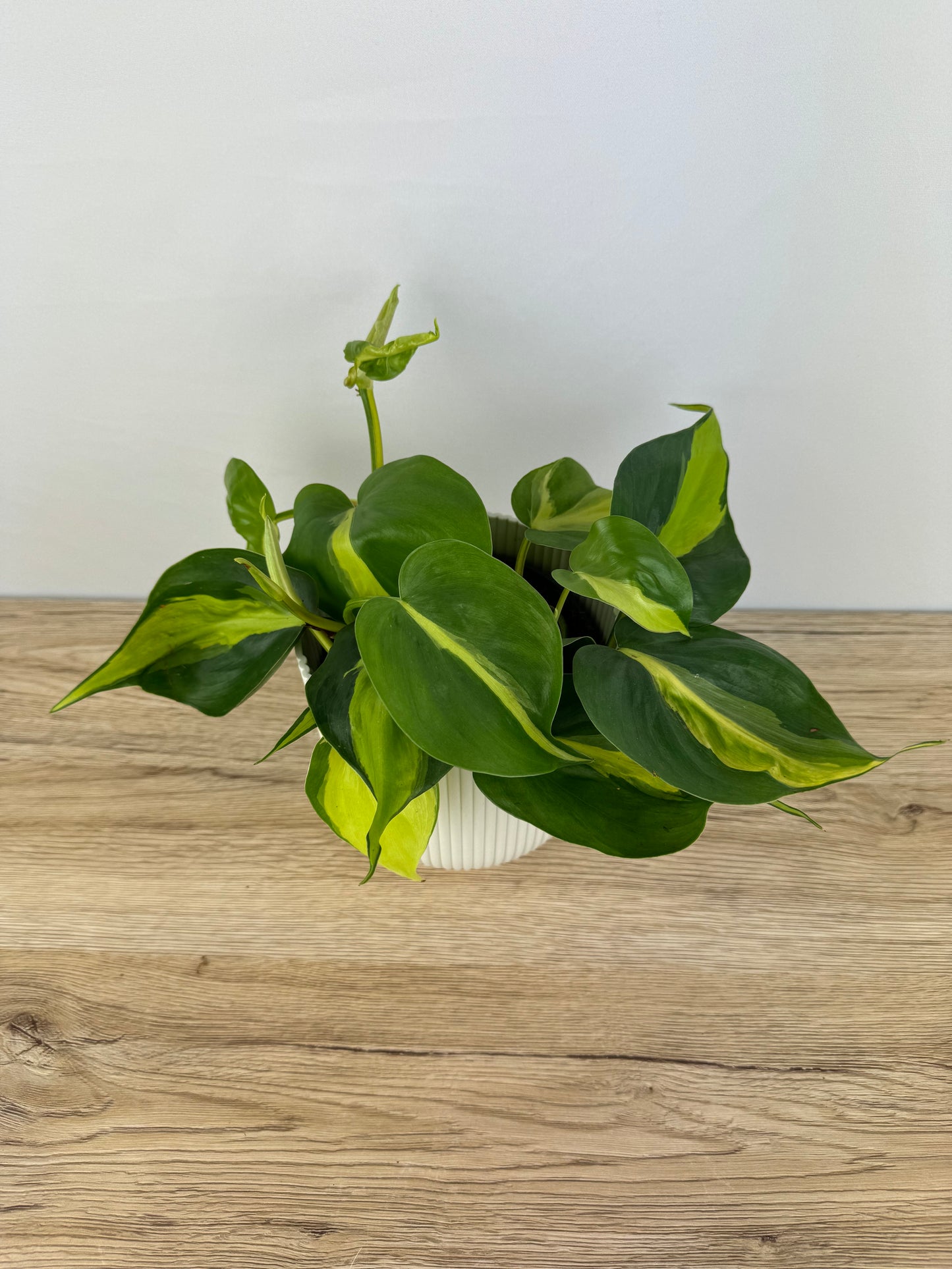 Philodendron Brasil