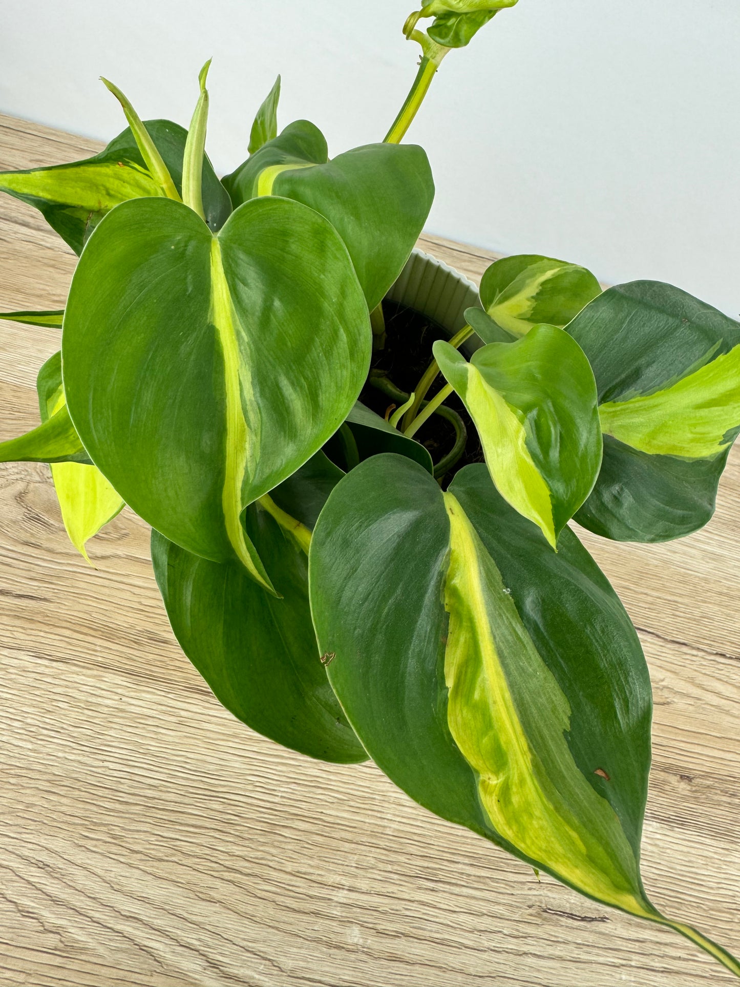 Philodendron Brasil