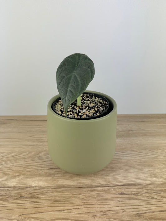 Alocasia Maharani