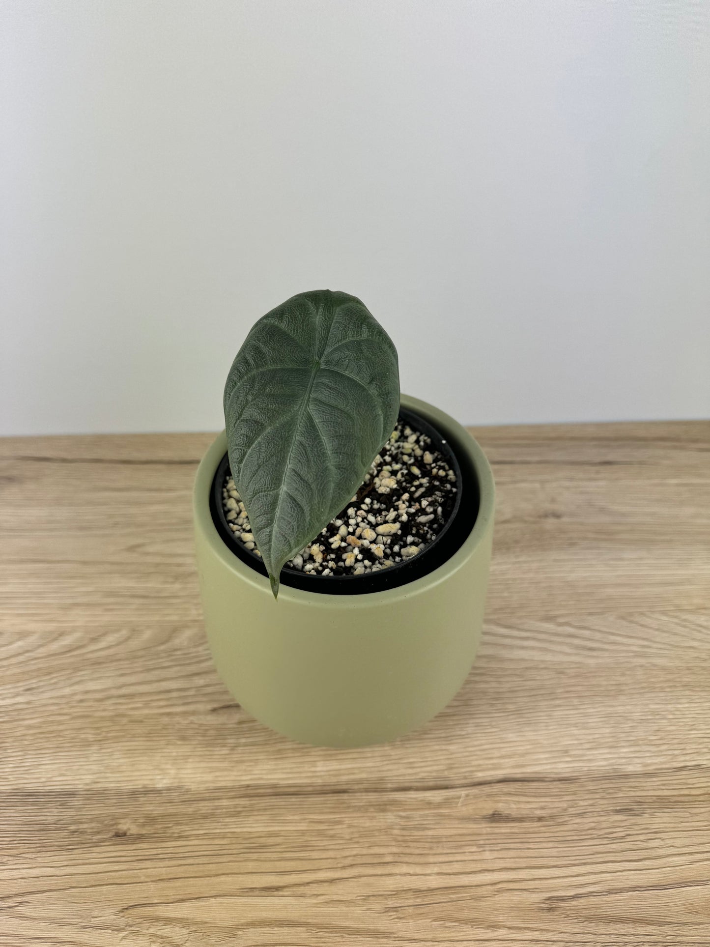 Alocasia Maharani