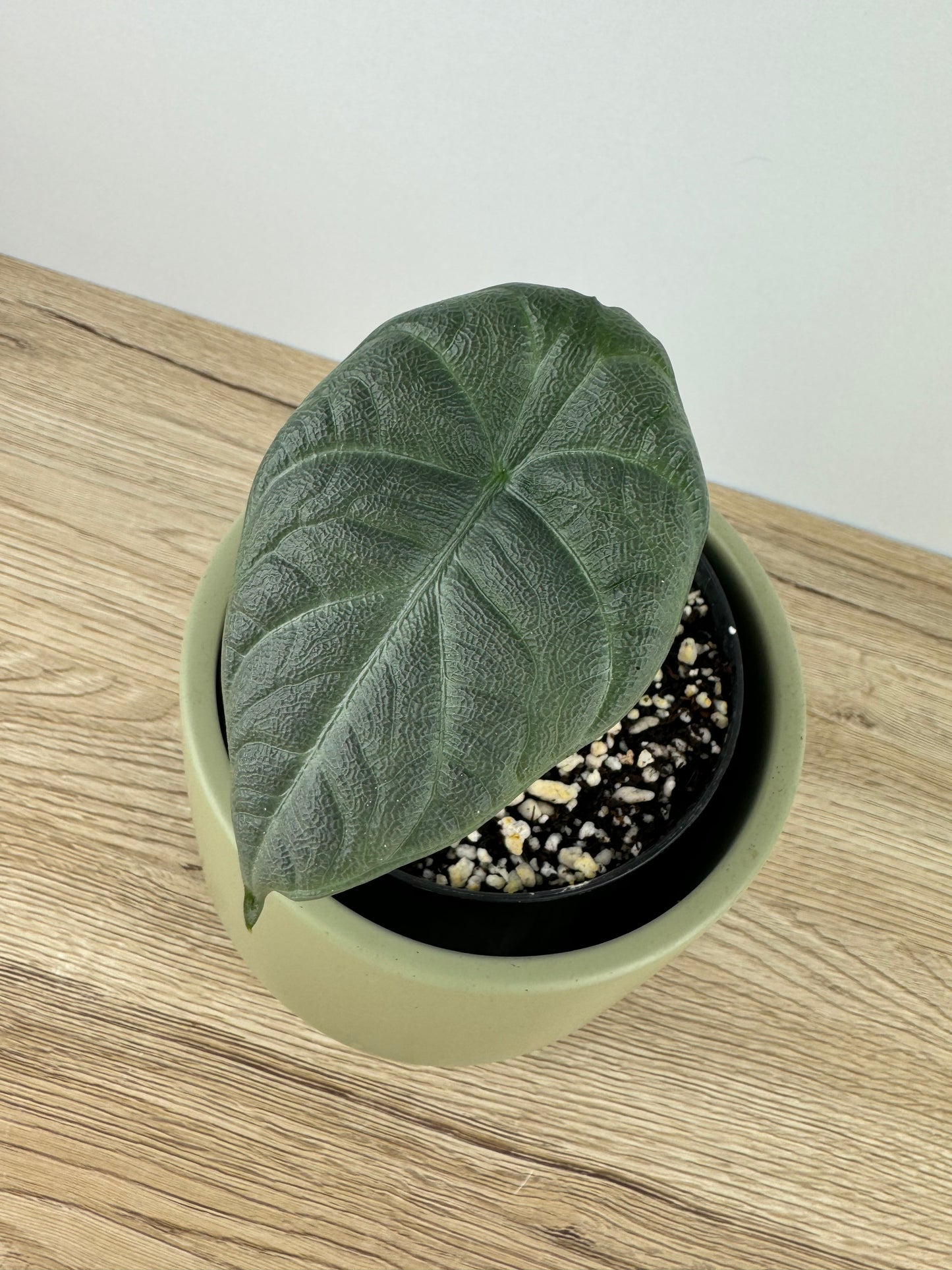 Alocasia Maharani