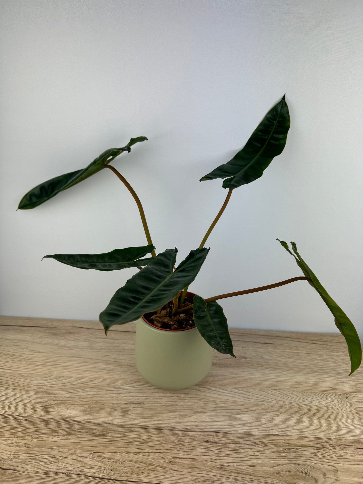 Philodendron Billietiae