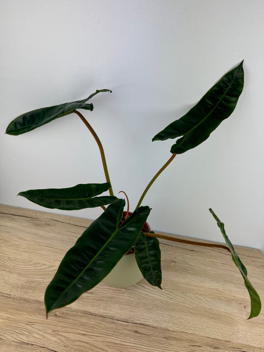 Philodendron Billietiae