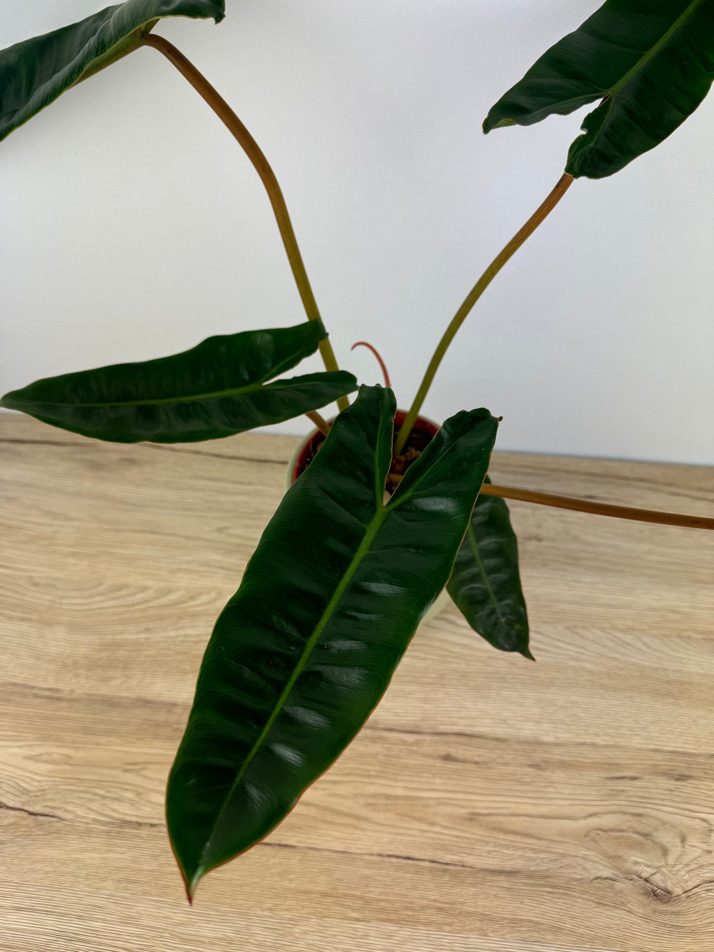 Philodendron Billietiae