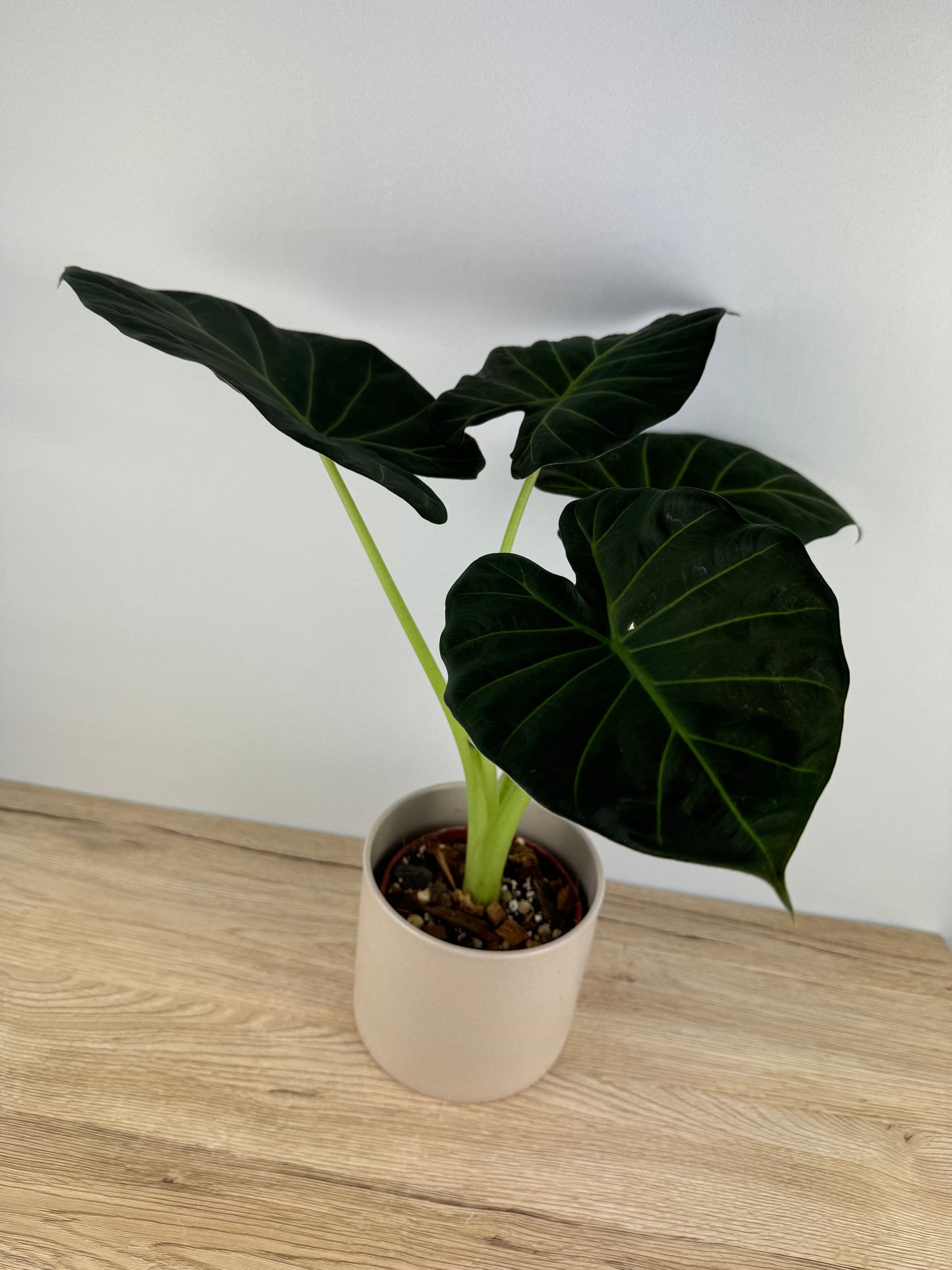 Alocasia Regal Shield