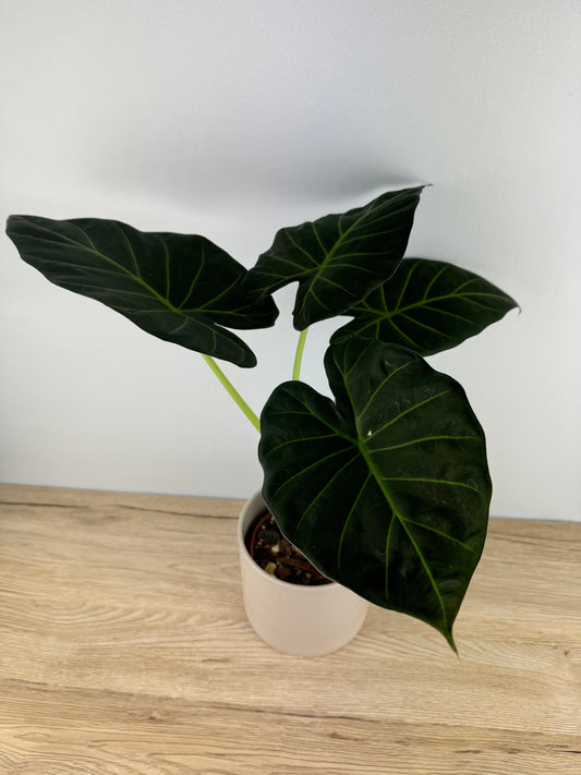 Alocasia Regal Shield