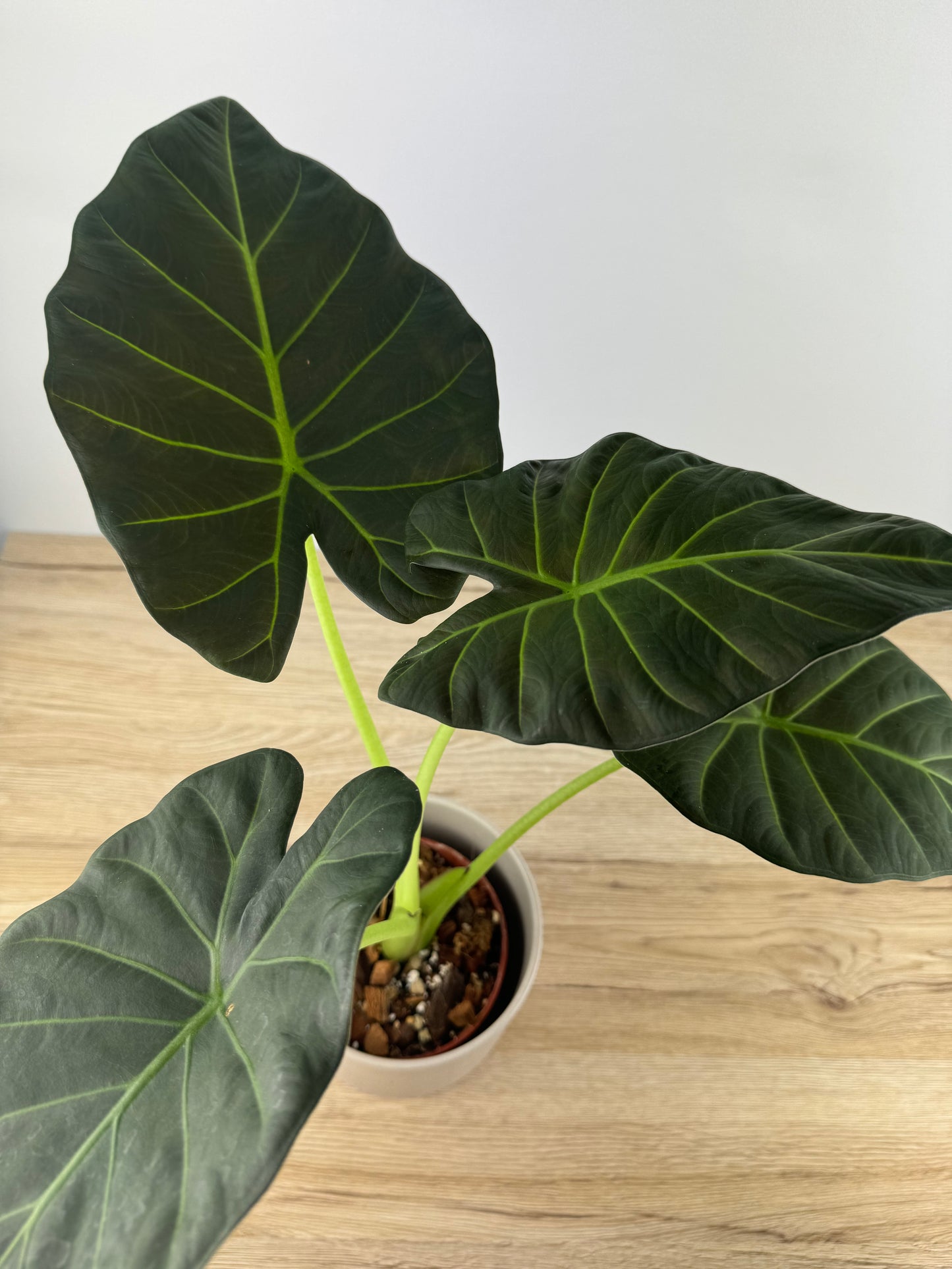 Alocasia Regal Shield