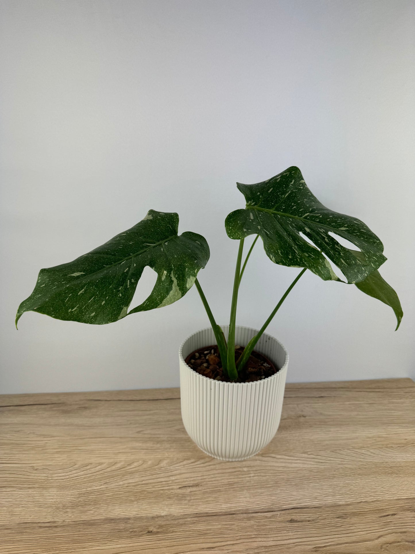 Monstera Thai Constellation