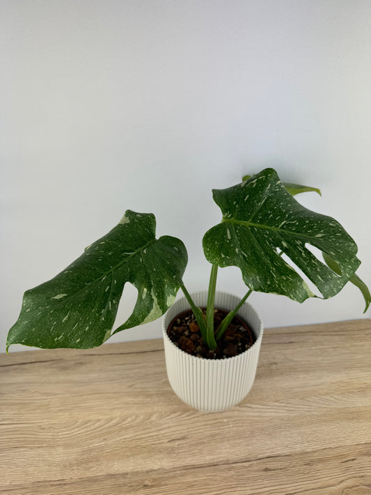 Monstera Thai Constellation