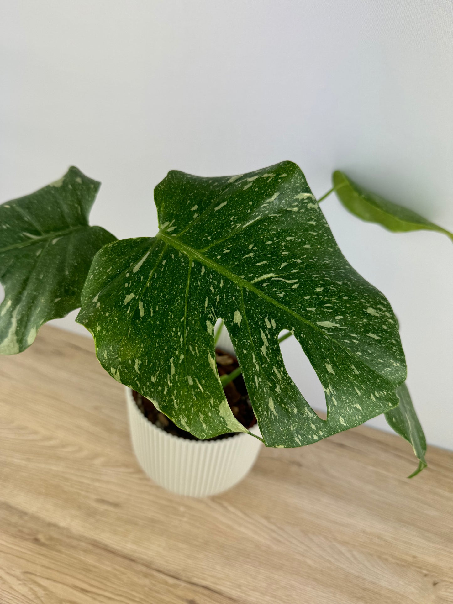 Monstera Thai Constellation