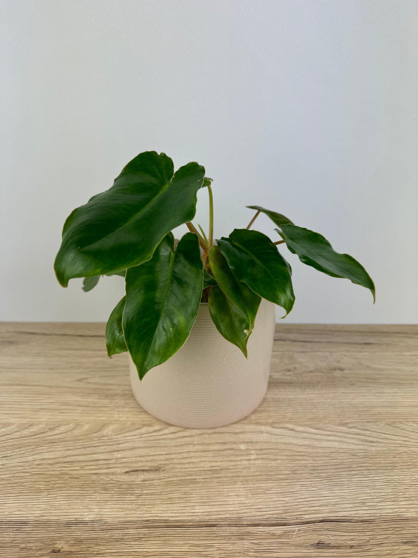 Philodendron Burle Marx Variegata / B-Ware vergrünt