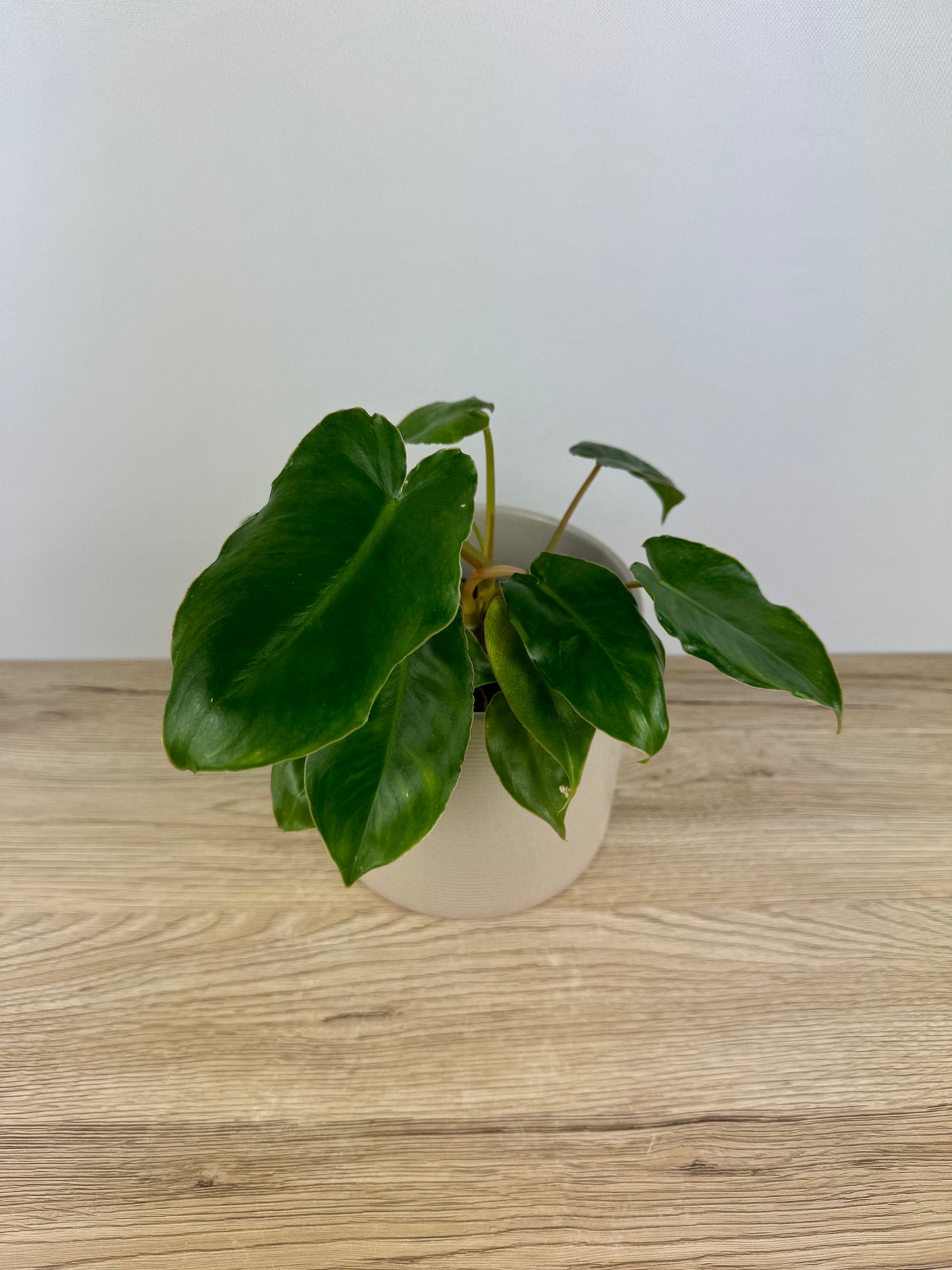 Philodendron Burle Marx Variegata / B-Ware vergrünt