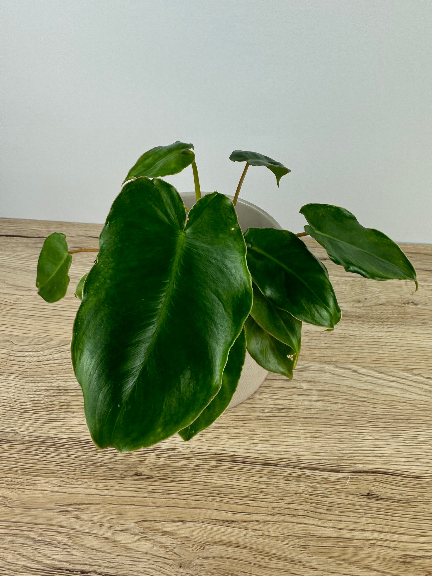 Philodendron Burle Marx Variegata / B-Ware vergrünt