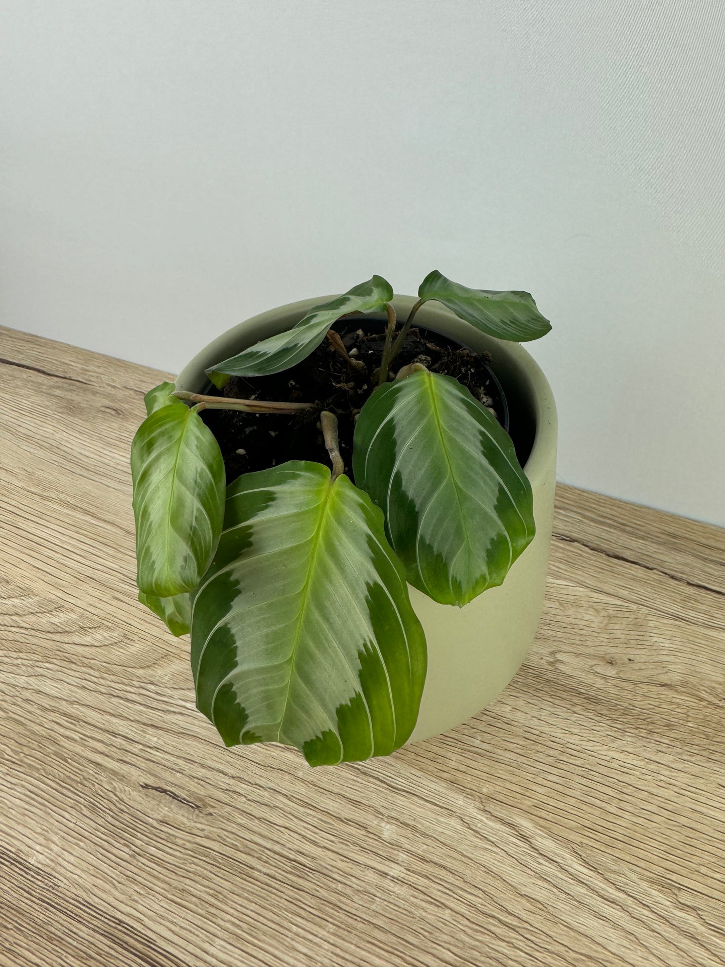 Maranta Silver Band