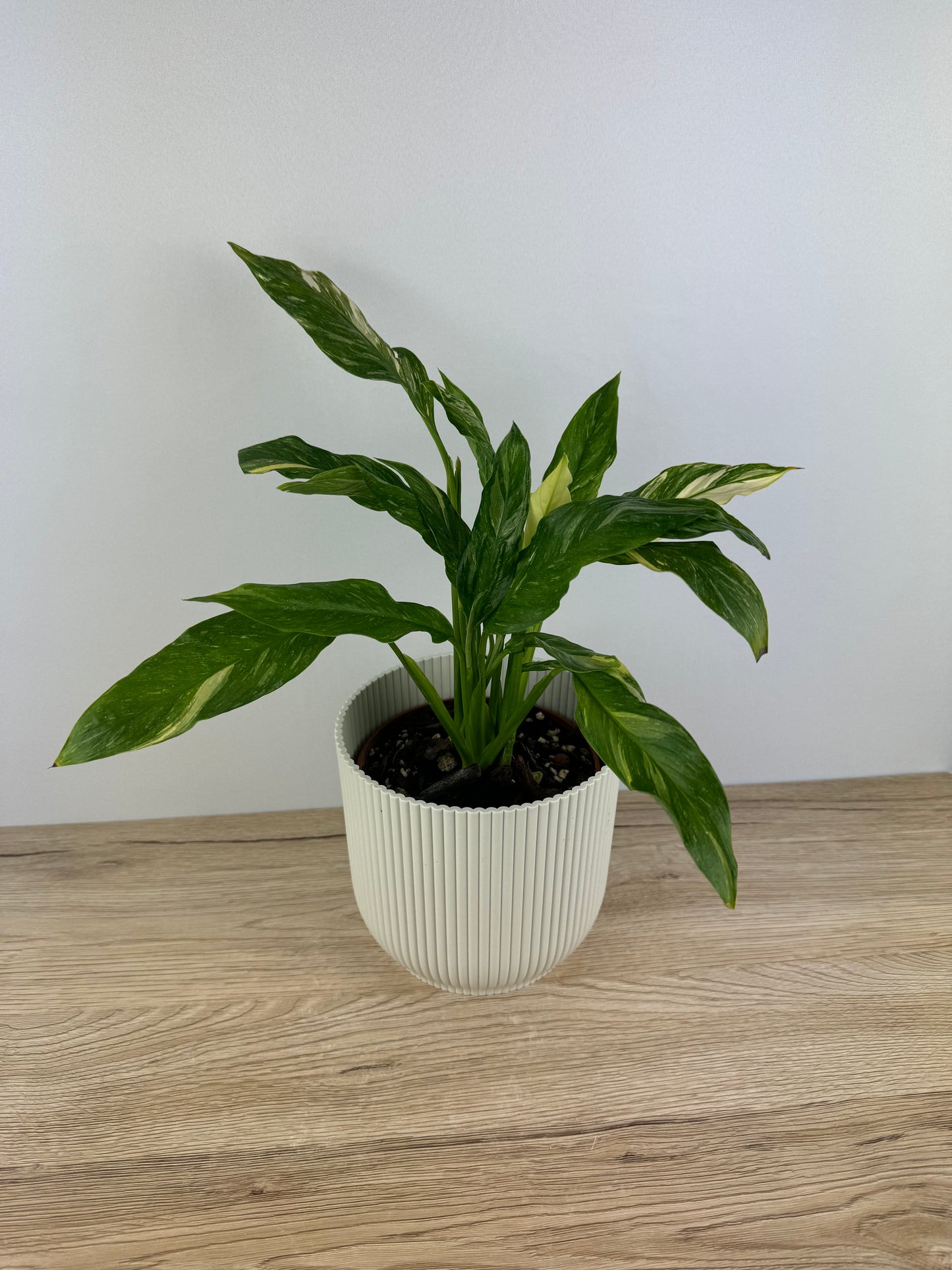 Spathiphyllum Diamond Variegata