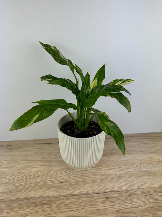 Spathiphyllum Diamond Variegata