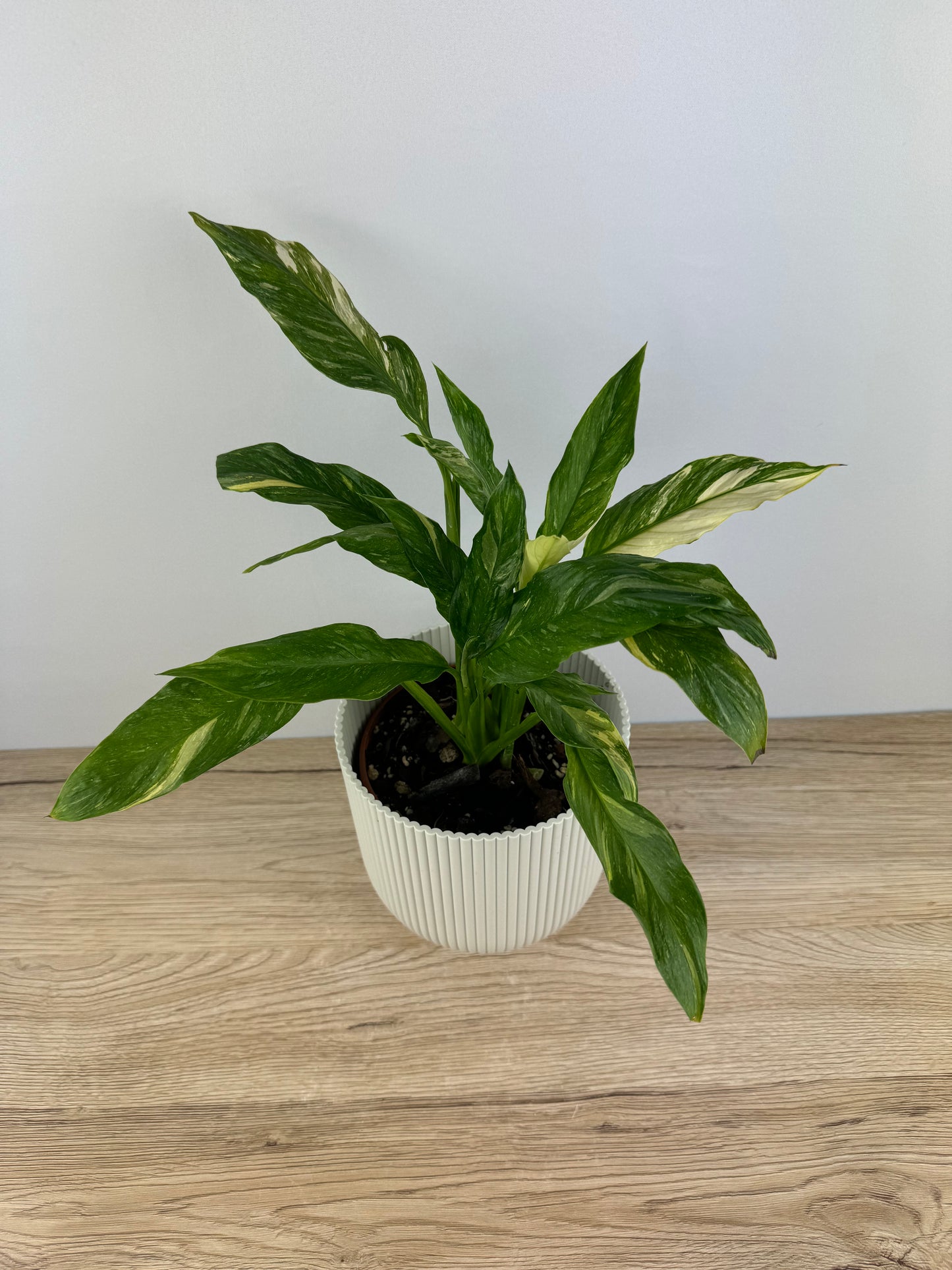 Spathiphyllum Diamond Variegata