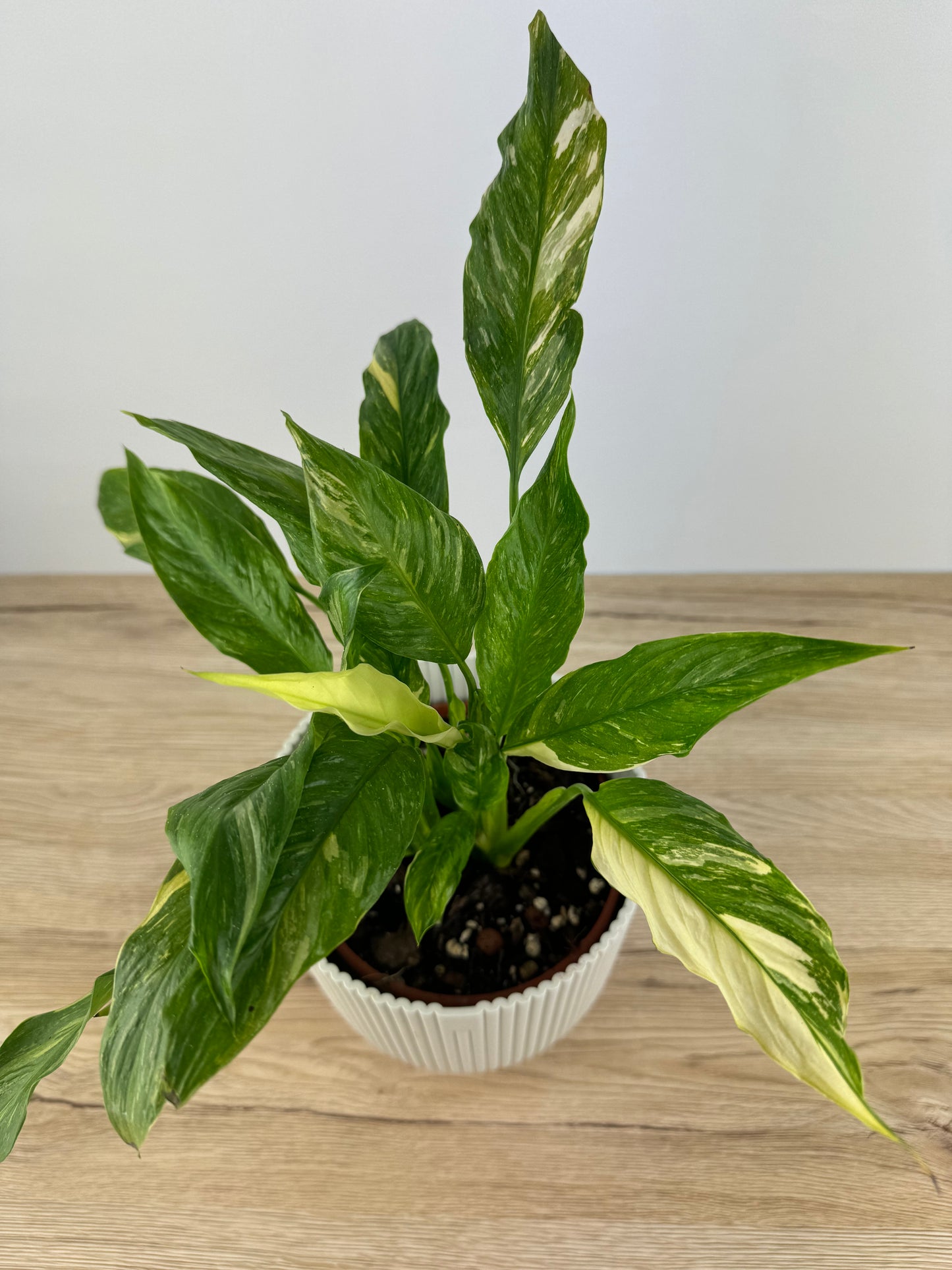 Spathiphyllum Diamond Variegata